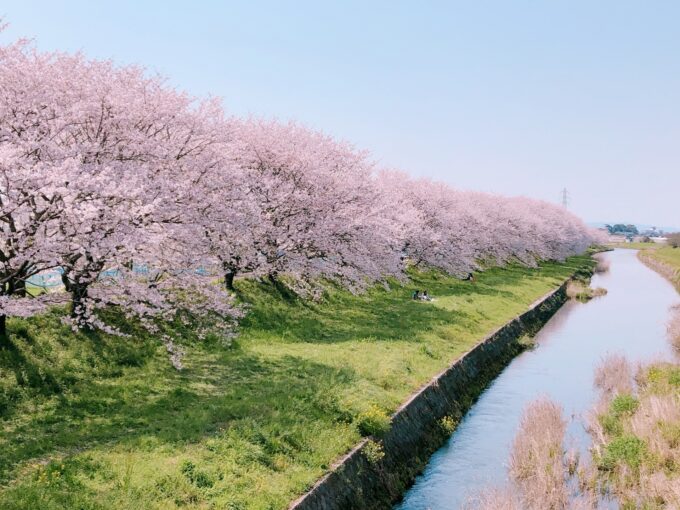 草場川の川沿いにたくさんの桜が咲いている